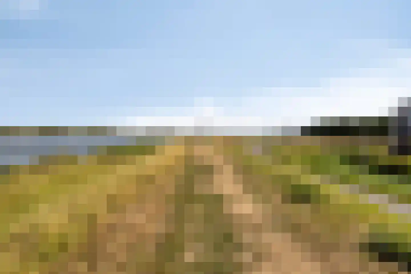 Waterlelie 8 's-Gravendeel thumbnail 34