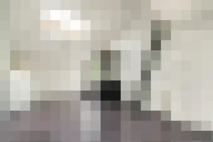 Waterlelie 9 Gouda thumbnail 13