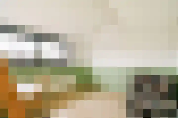 Waterlelie 9 Gouda thumbnail 21