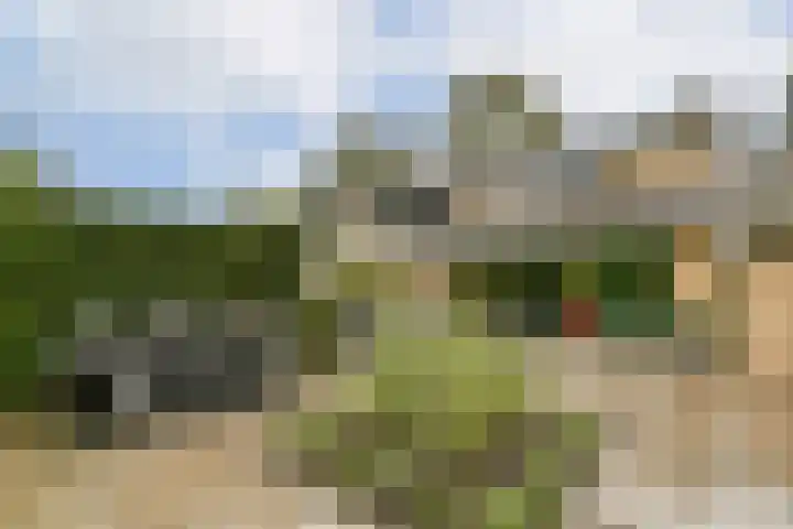 Waterlelie 9 Gouda thumbnail 23