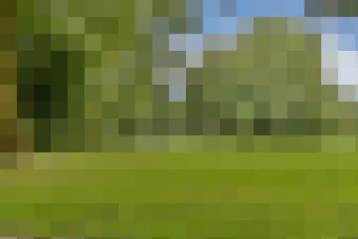 Waterlelie 9 Gouda thumbnail 27