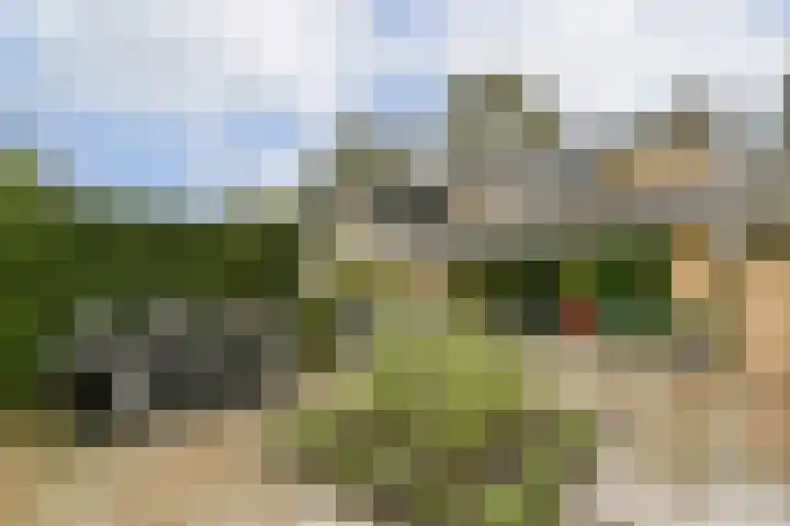 Waterlelie 9 Gouda thumbnail 4