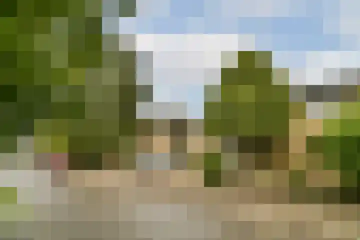Waterlelie 9 Gouda thumbnail 5