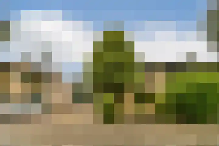 Waterlelie 9 Gouda thumbnail 6