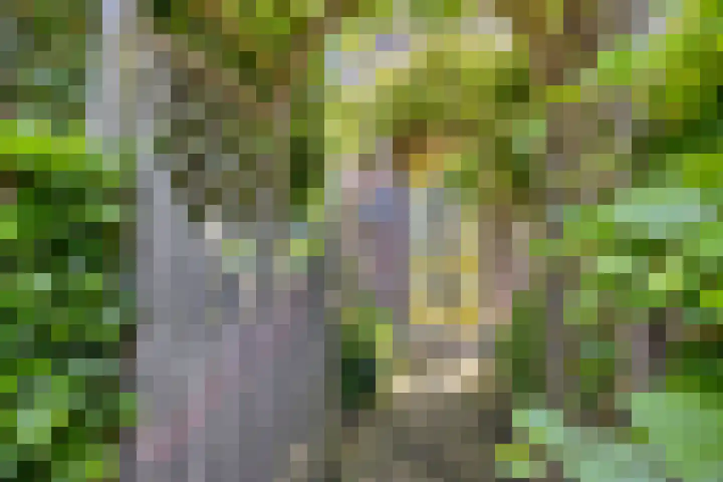 Waterlelielaan 4 Rijnsaterwoude thumbnail 4