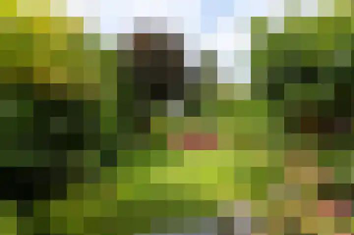 Waterleliesingel 15 Helmond thumbnail 34