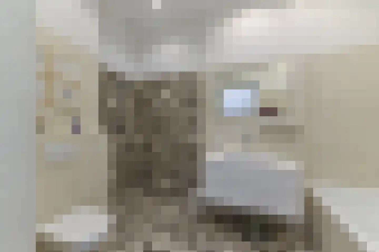Waterloostraat 208 Steyl thumbnail 21