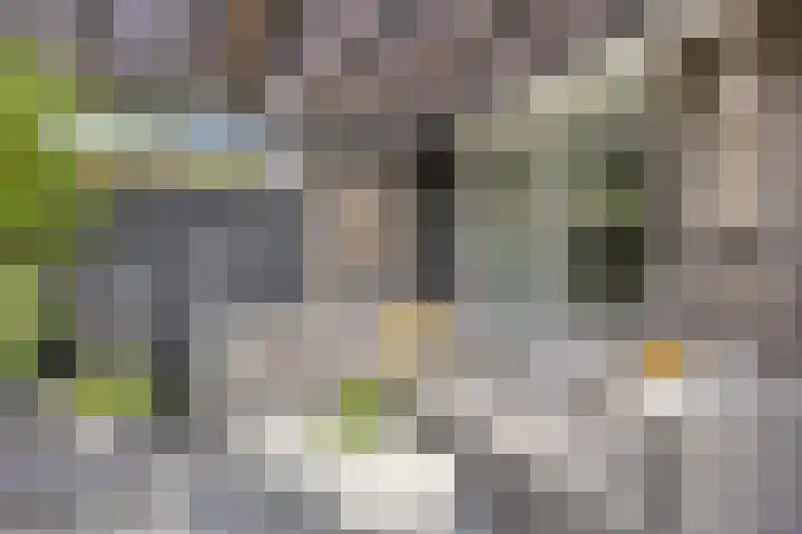 Watermunt 12 's-Hertogenbosch thumbnail 42