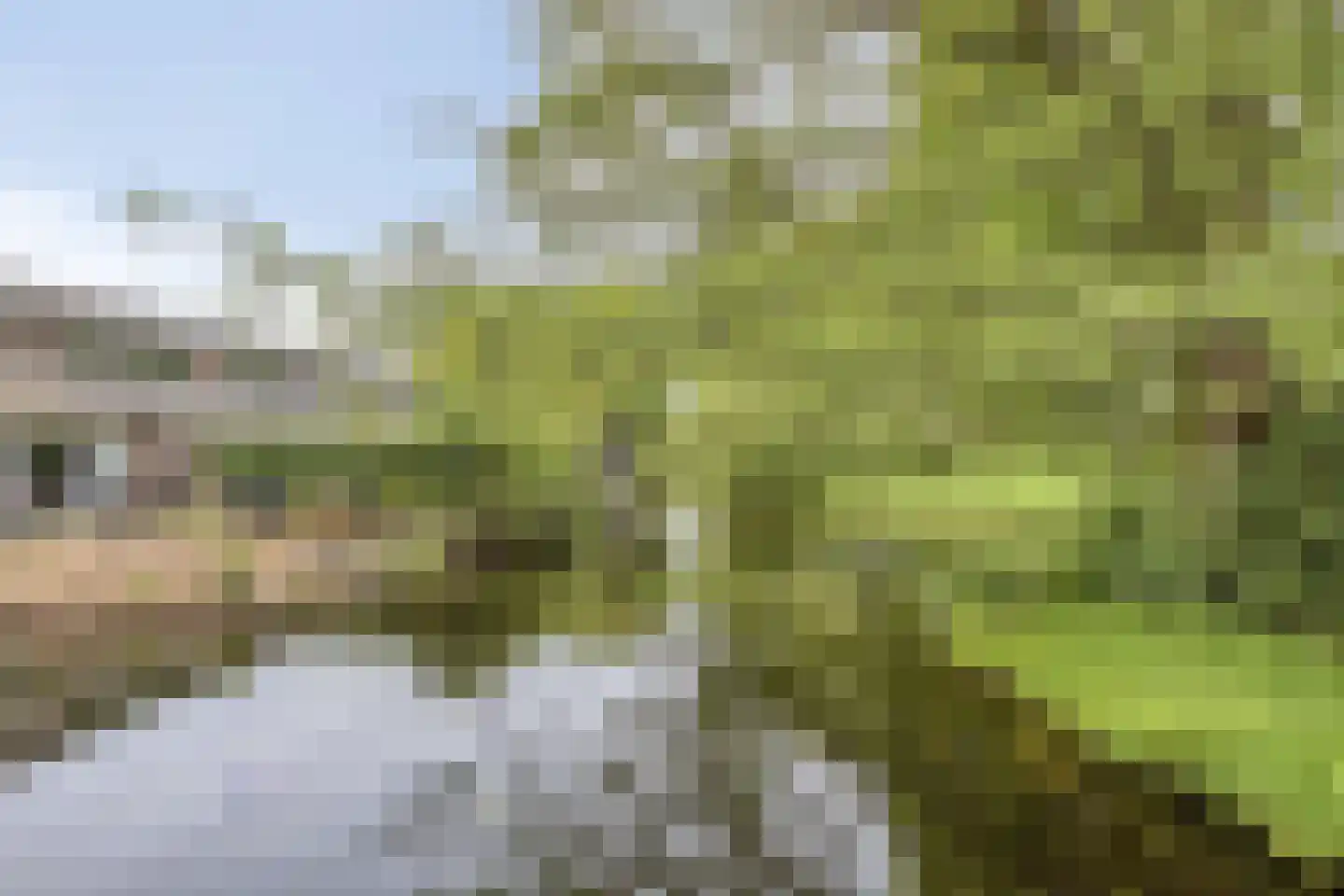 Waterpeper 21 Gouda thumbnail 28