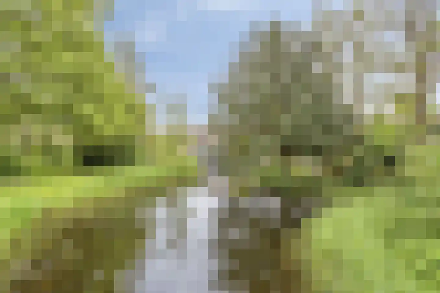 Waterpeper 21 Gouda thumbnail 29
