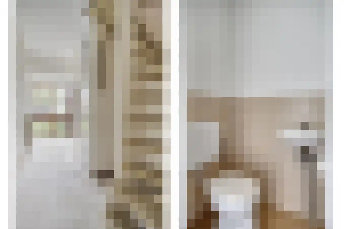 Waterpeper 21 Gouda thumbnail 6