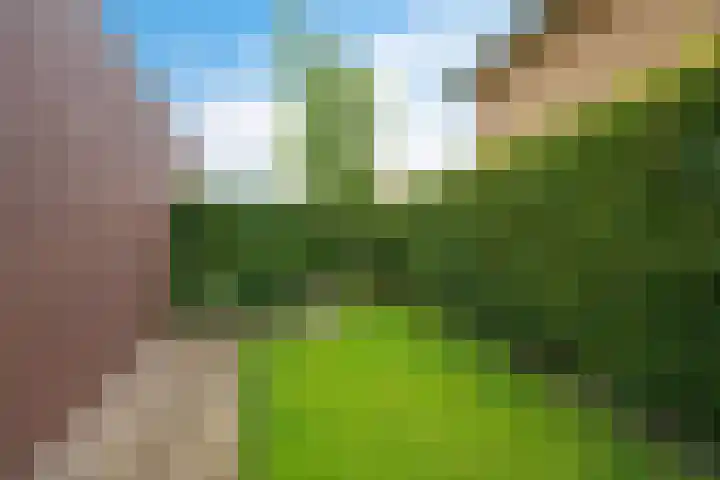 Waterranonkel 6 Heerenveen thumbnail 33
