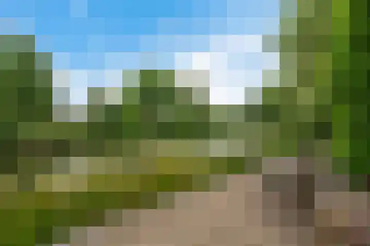 Waterranonkel 6 Heerenveen thumbnail 38