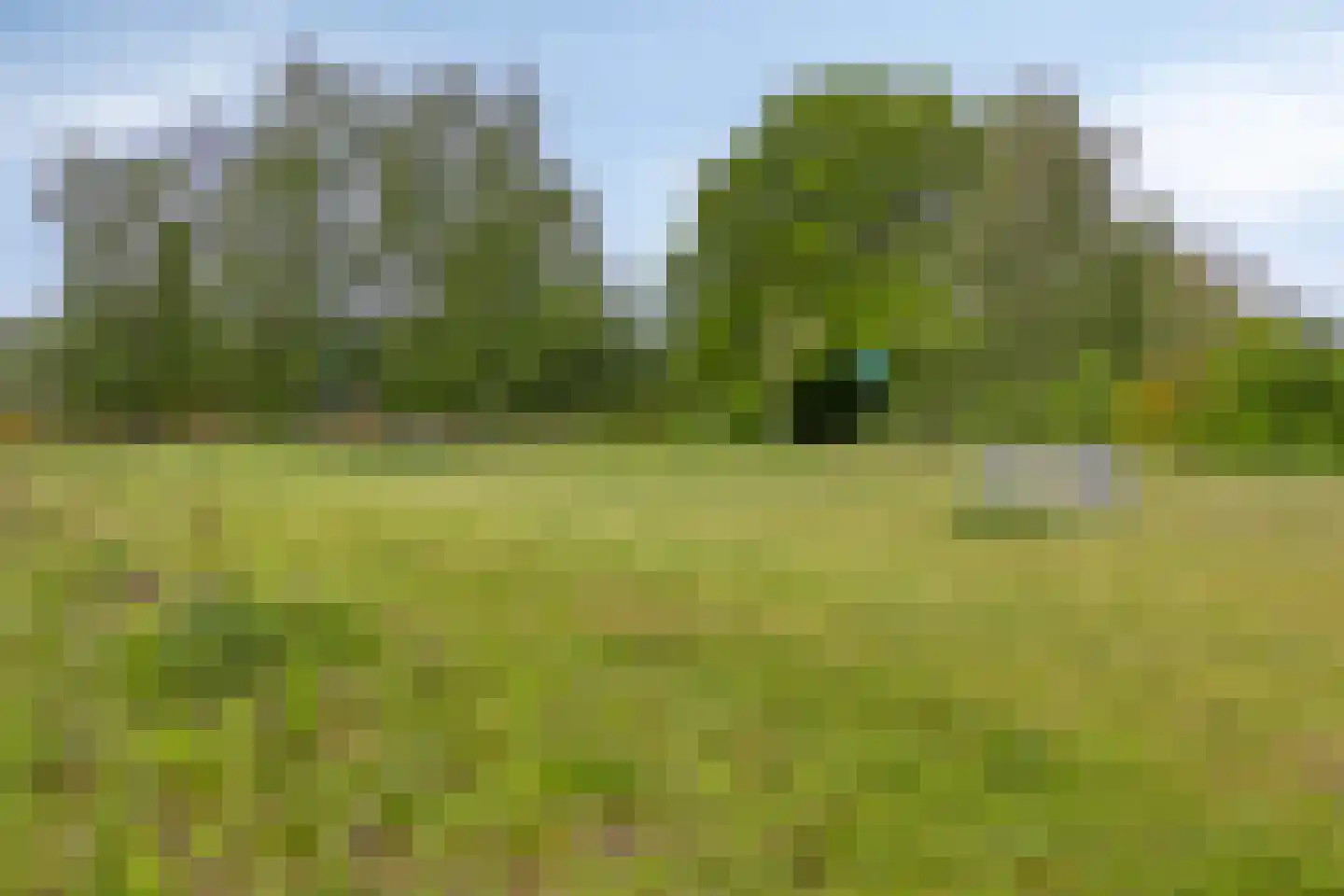 Watersalamander 12 Goirle thumbnail 38