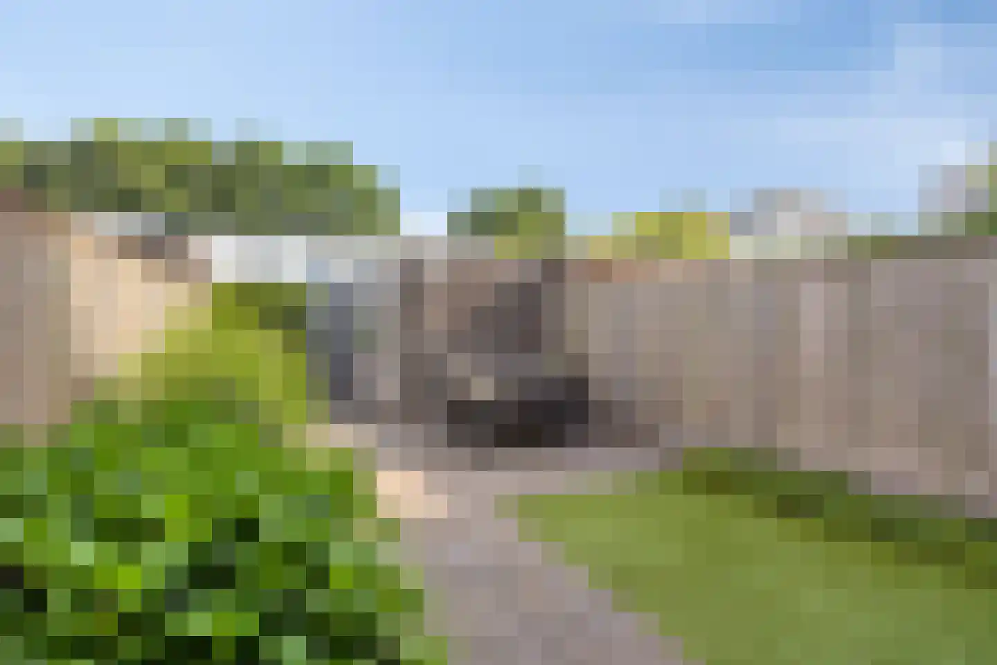 Watersalamander 4 Goirle thumbnail 19