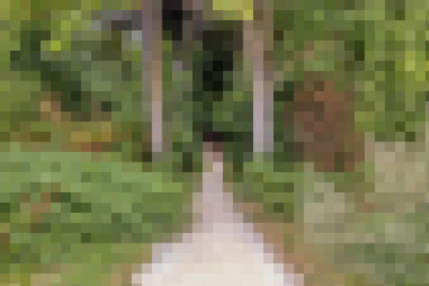 Watersalamander 4 Goirle thumbnail 26