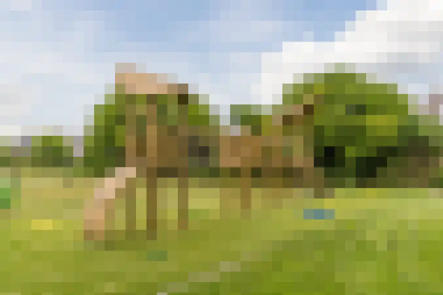 Waterscheerling 21 Oudkarspel thumbnail 46