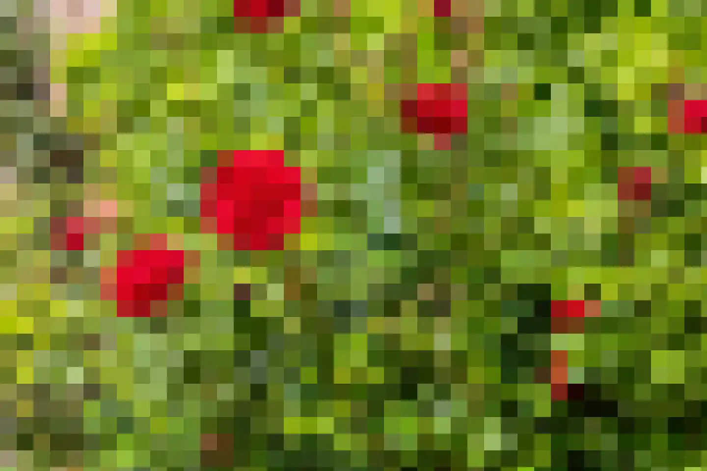 Waterschorpioen 26 Amersfoort thumbnail 43