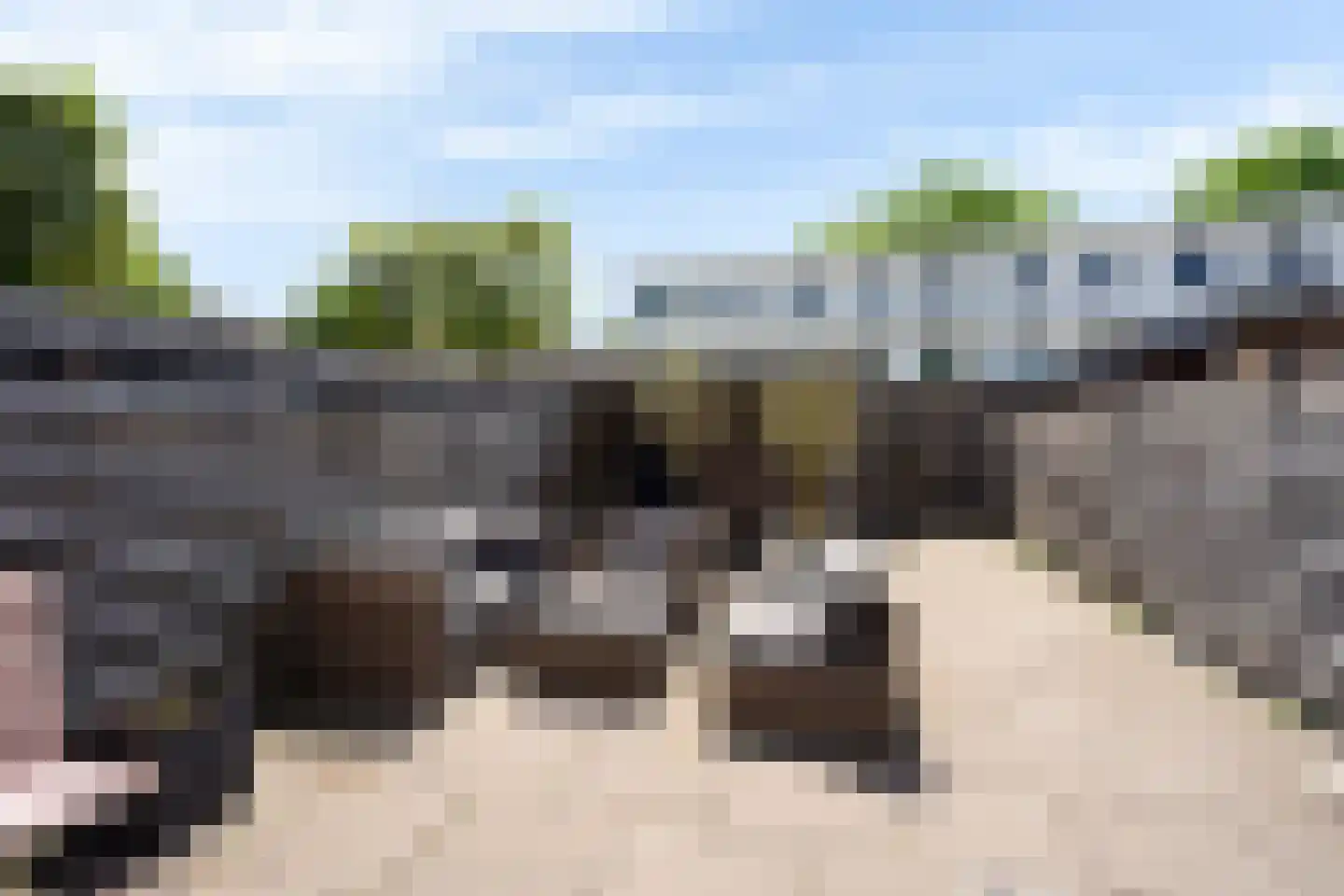 Waterschorpioen 7 Amersfoort thumbnail 45