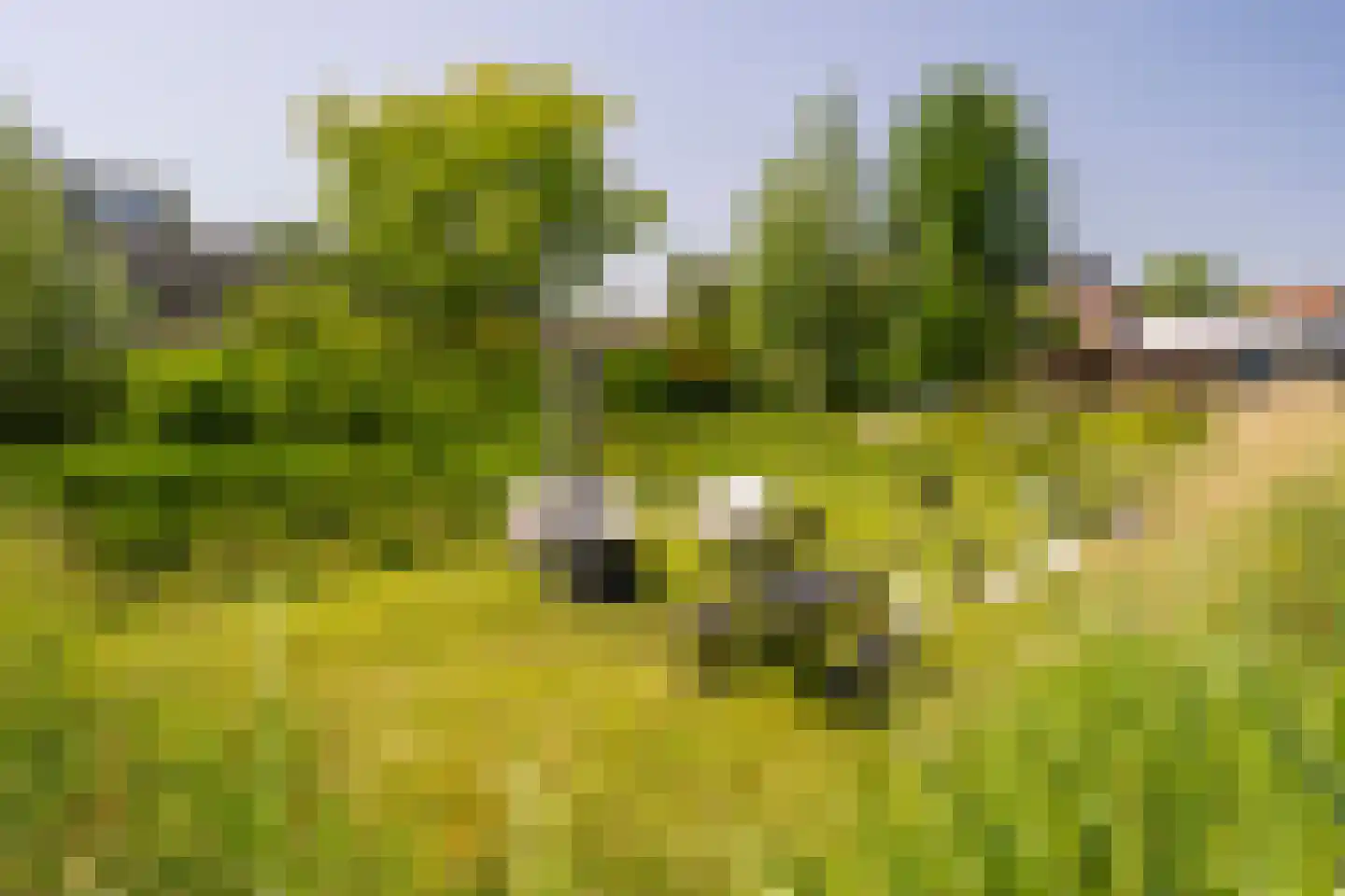 Watertorenerf 1 Leerdam thumbnail 7