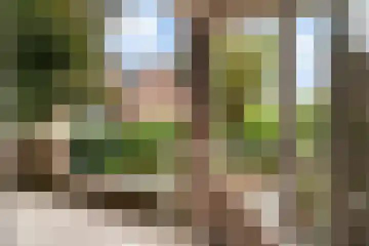 Watertorkruid 1 Nieuwerkerk aan den IJssel thumbnail 15