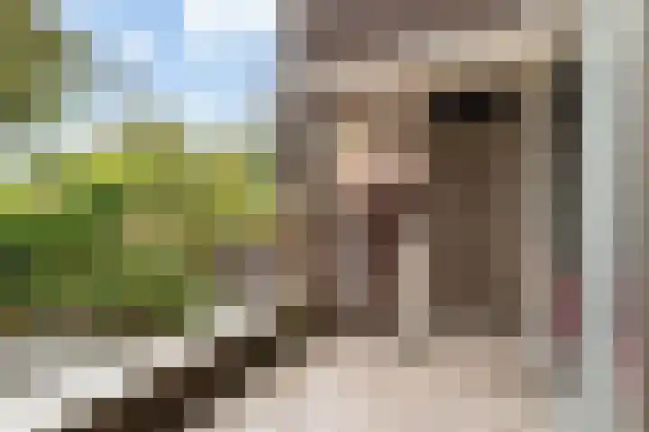 Watertorkruid 1 Nieuwerkerk aan den IJssel thumbnail 17