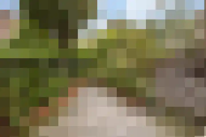 Watertorkruid 1 Nieuwerkerk aan den IJssel thumbnail 18
