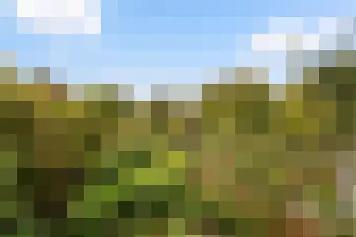 Watertorkruid 1 Nieuwerkerk aan den IJssel thumbnail 40