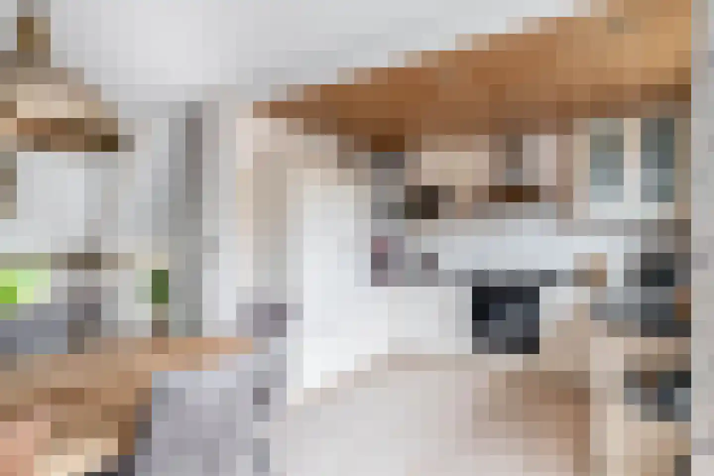 Watertorkruid 7 Nieuwerkerk aan den IJssel thumbnail 18
