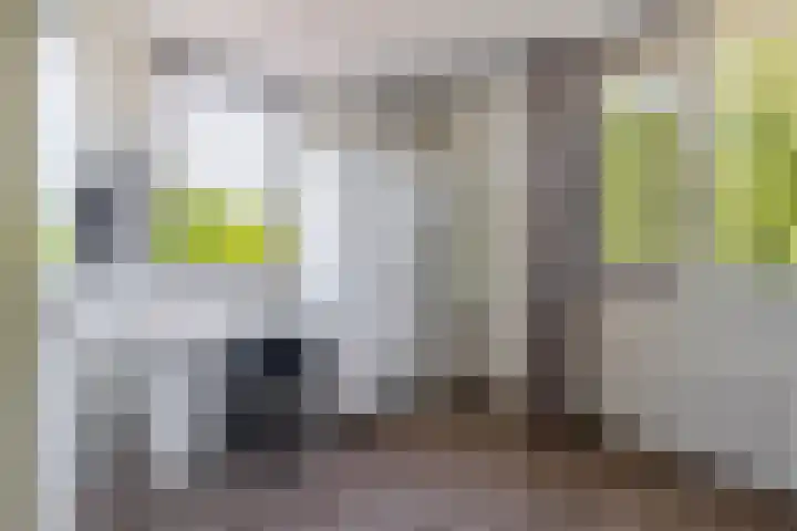 Waterviolier 1 a Schoonhoven thumbnail 34