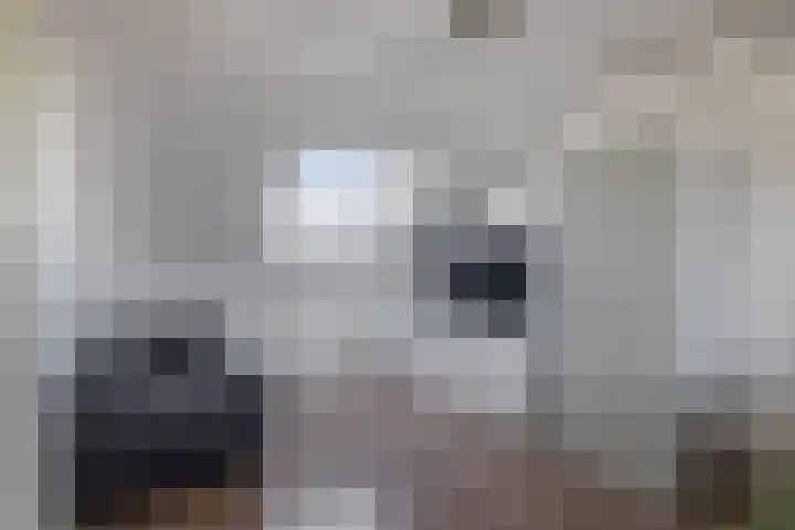 Waterviolier 1 a Schoonhoven thumbnail 38