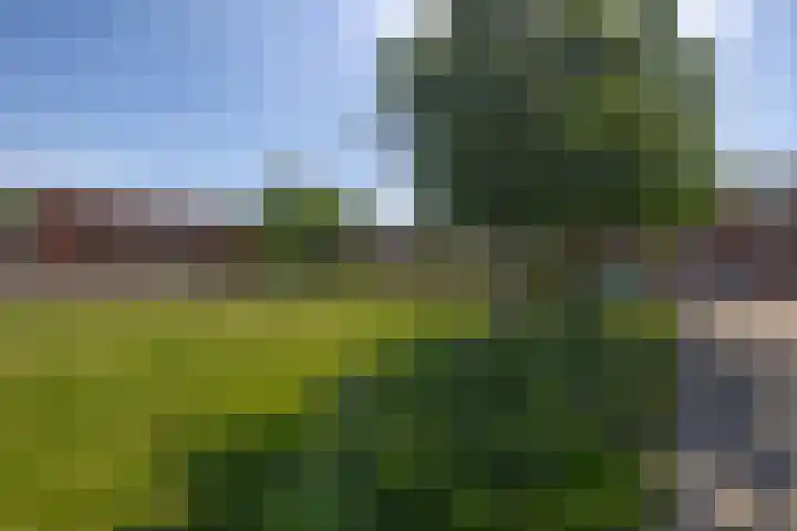 Waterviolier 1 a Schoonhoven thumbnail 41