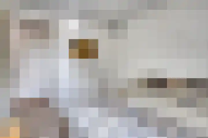 Waterviolier 16 Aalst thumbnail 14