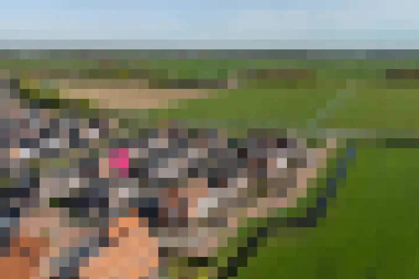 Waterviolier 4 Aalst thumbnail 56