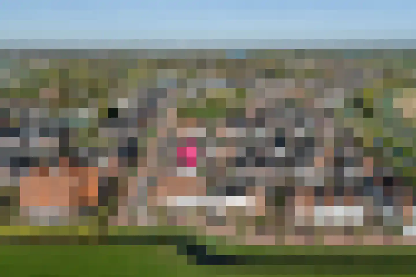 Waterviolier 4 Aalst thumbnail 8