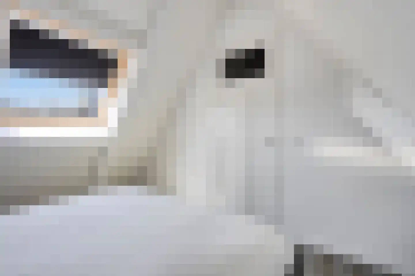 Waterviolier 7 Aalst thumbnail 30