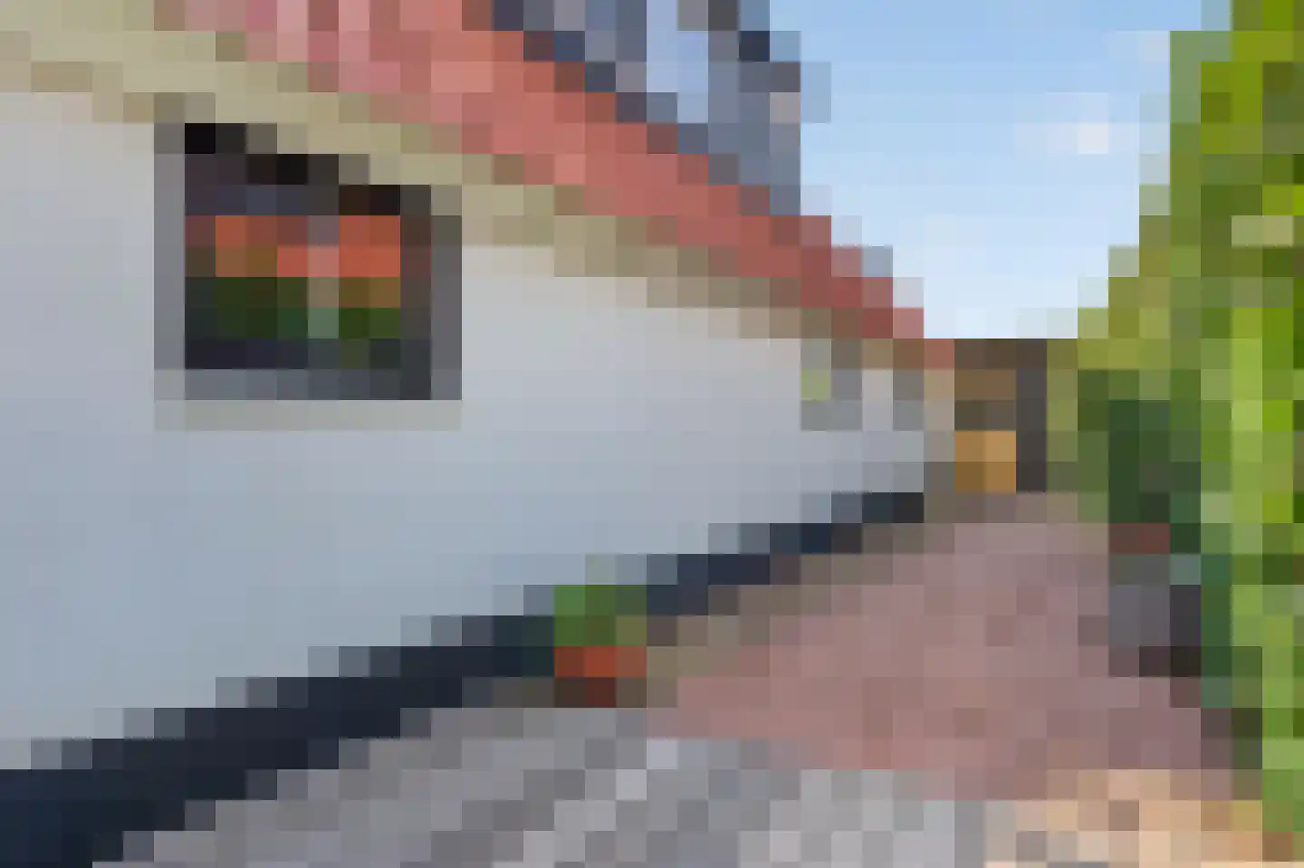 Watervogel 33 Lathum thumbnail 39