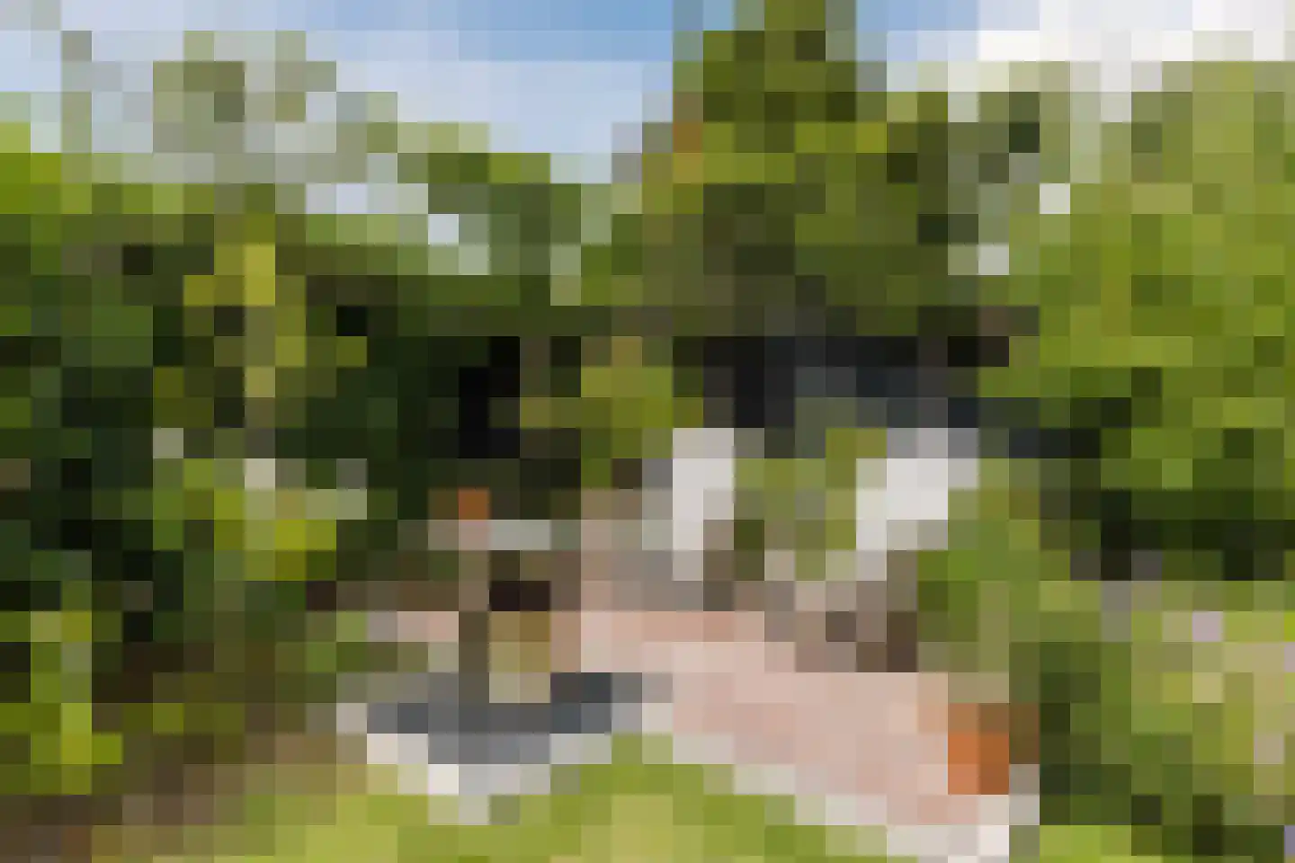 Waterwilg 8 Zevenbergen thumbnail 43