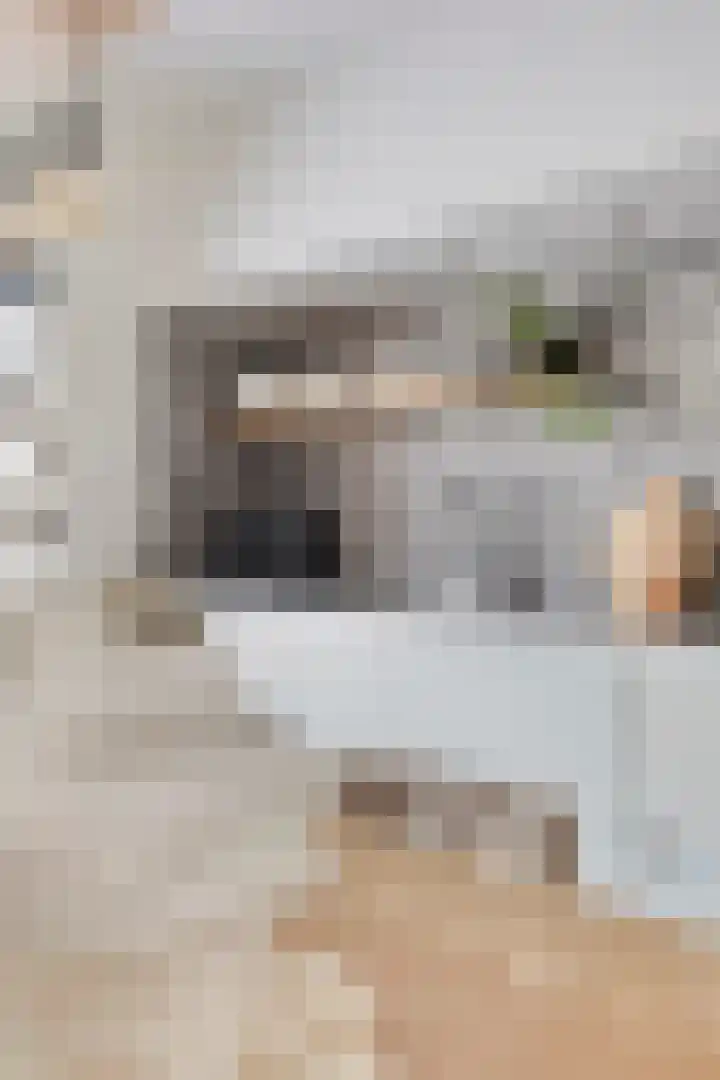 Waterzwaluw 3 Veenendaal thumbnail 13