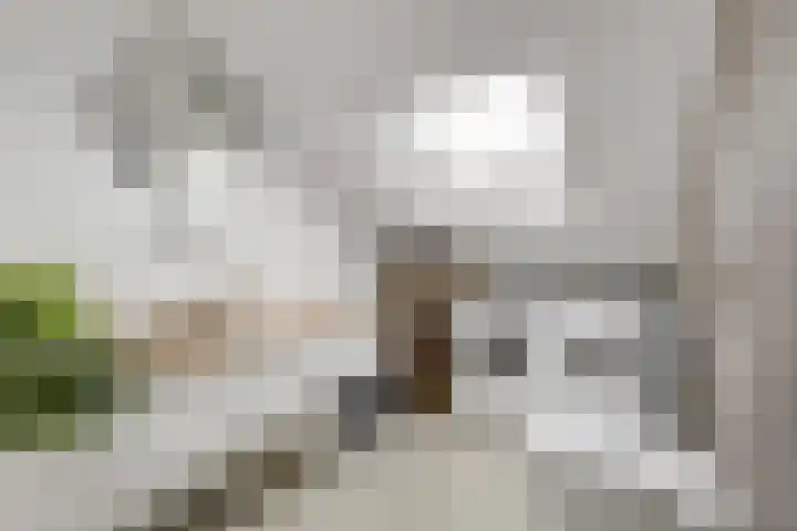 Wattstraat 16 B Breda thumbnail 17