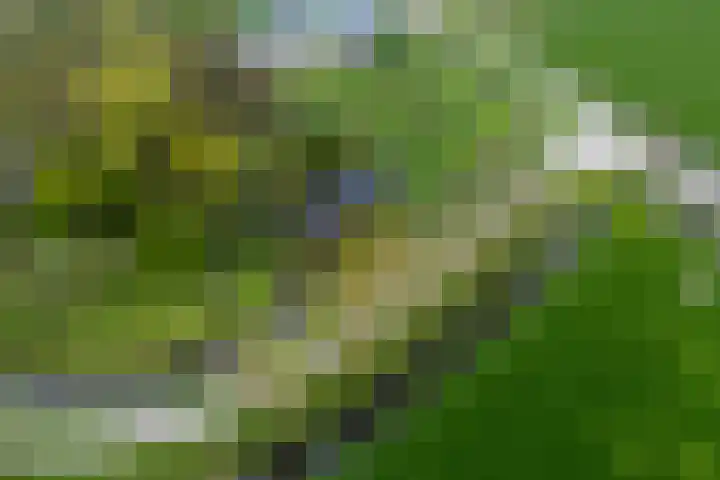 Weardebuorsterwei 12 Westergeast thumbnail 11
