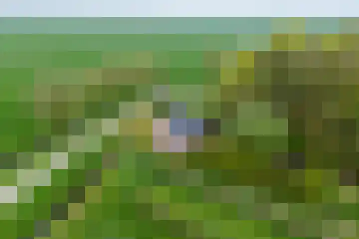 Weardebuorsterwei 12 Westergeast thumbnail 44
