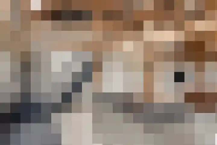 Wechterholt 4 b Wijhe thumbnail 16