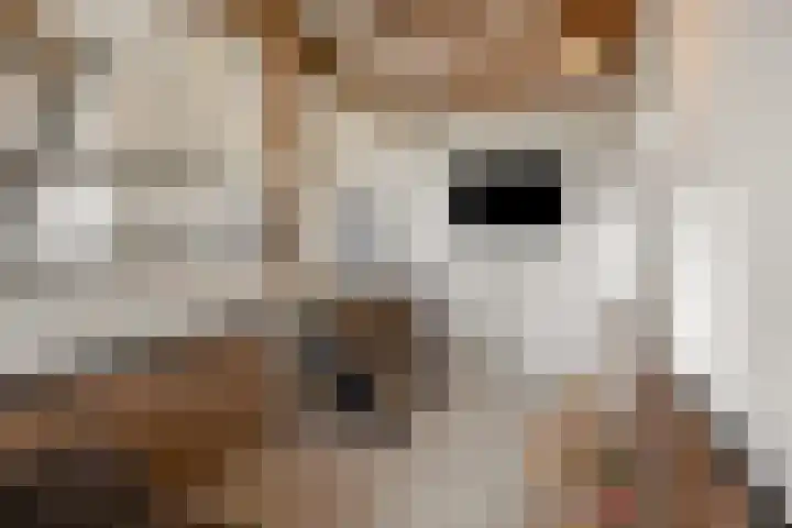 Wechterholt 4 b Wijhe thumbnail 19