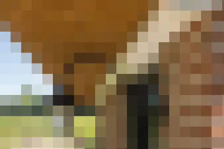 Wechterholt 4 b Wijhe thumbnail 6