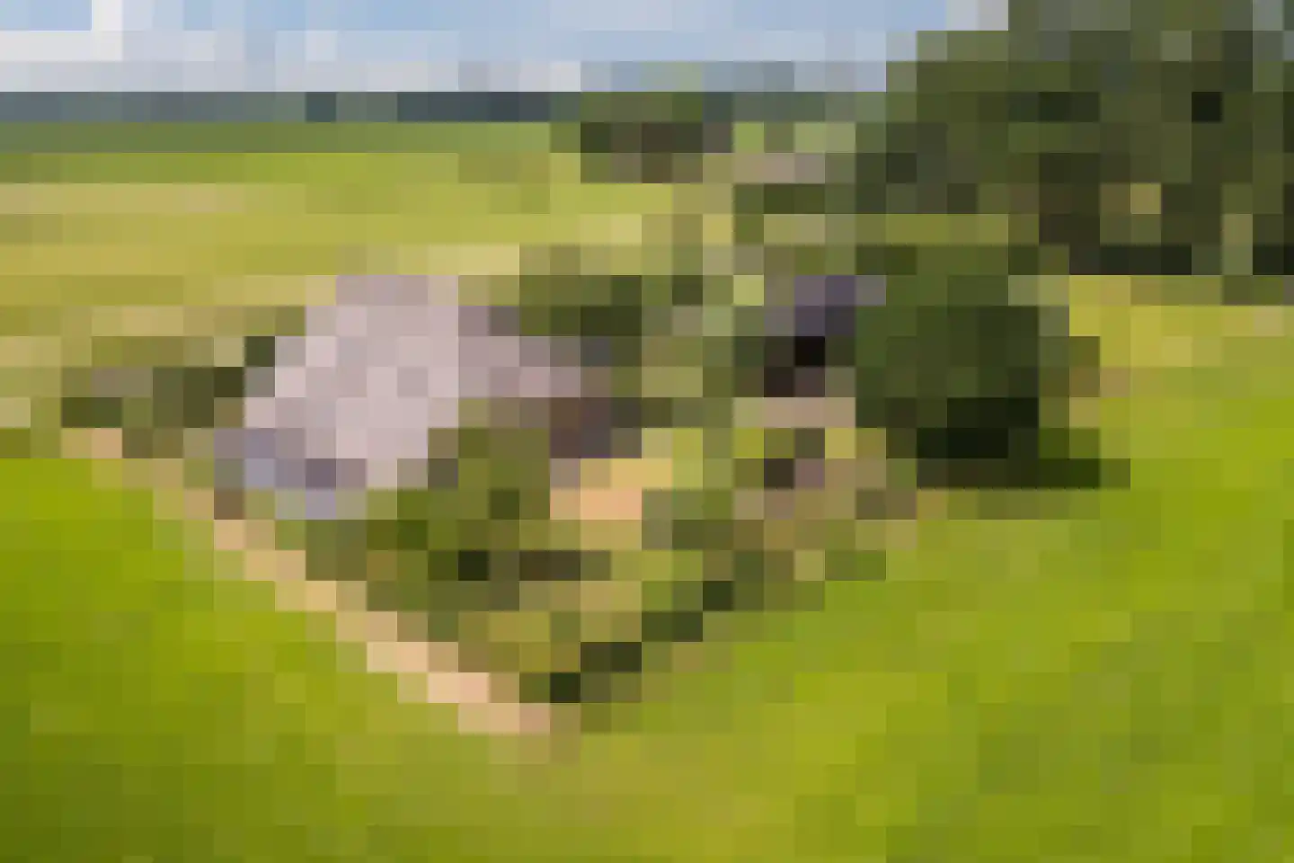 Wechterholt 8 Wijhe foto 3