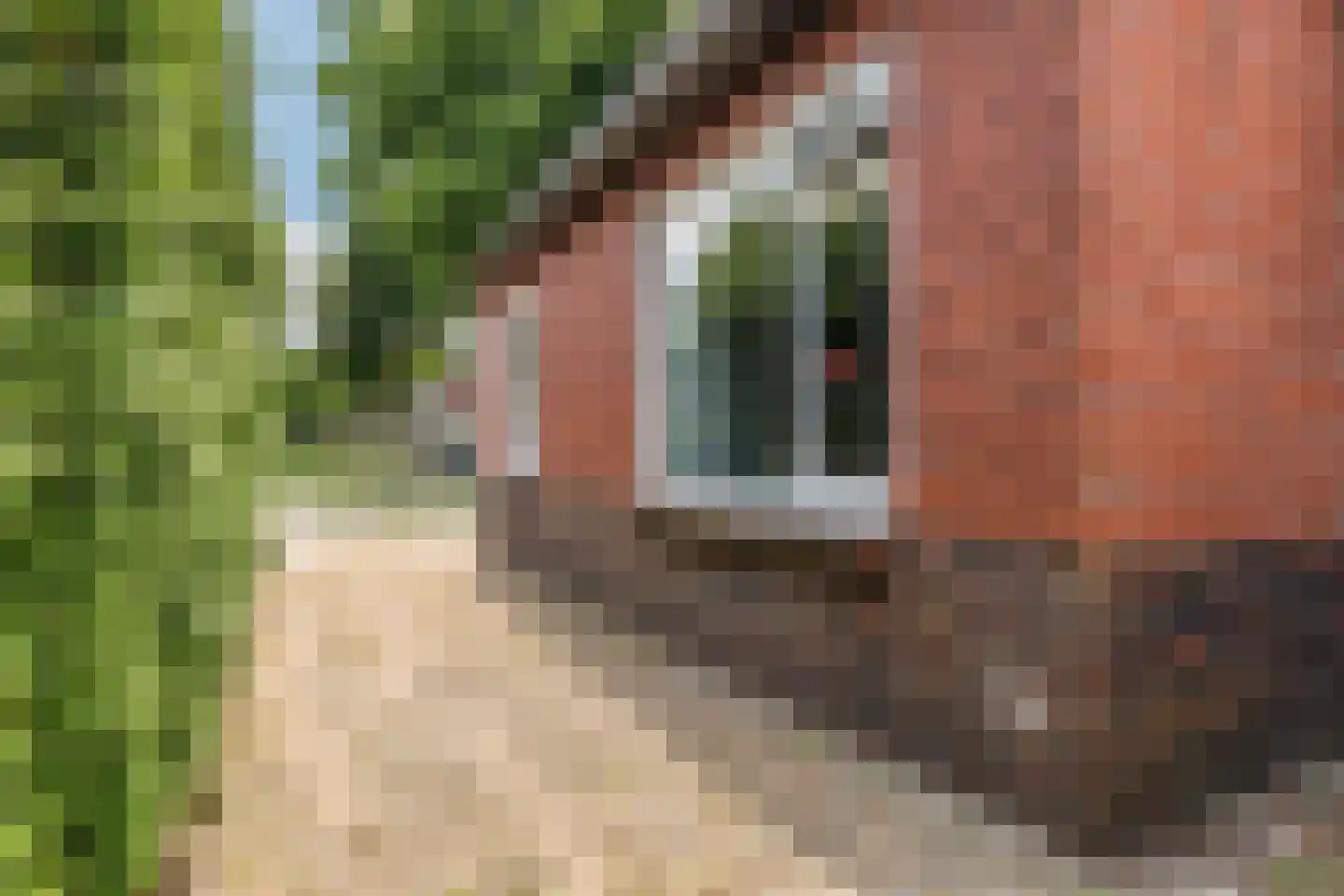 Wedderweg 6 Vriescheloo thumbnail 36