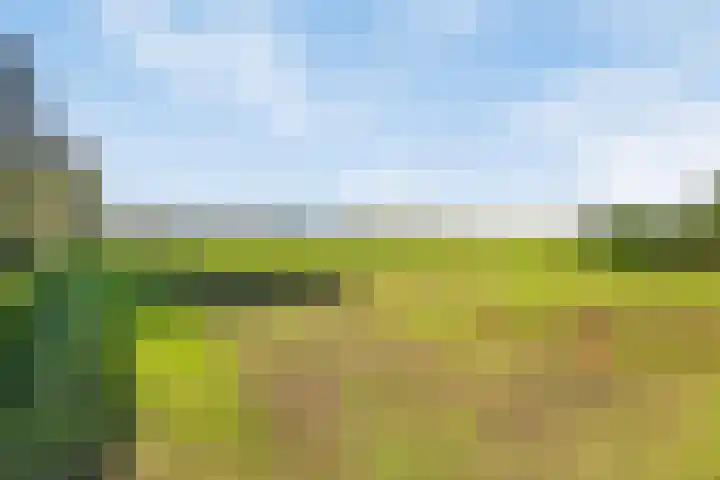 Weebosch 137 Bergeijk thumbnail 18