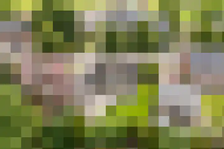 Weebosch 87 Bergeijk thumbnail 40