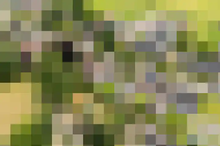 Weebosch 87 Bergeijk thumbnail 41